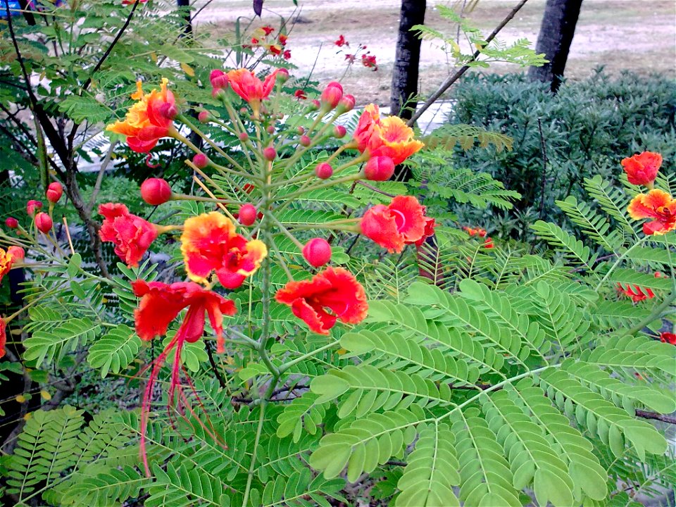 Unidentified plant in Krabi, Thailand