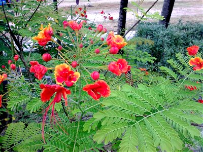 Unidentified plant in Krabi, Thailand