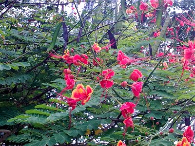 Unidentified plant in Krabi, Thailand