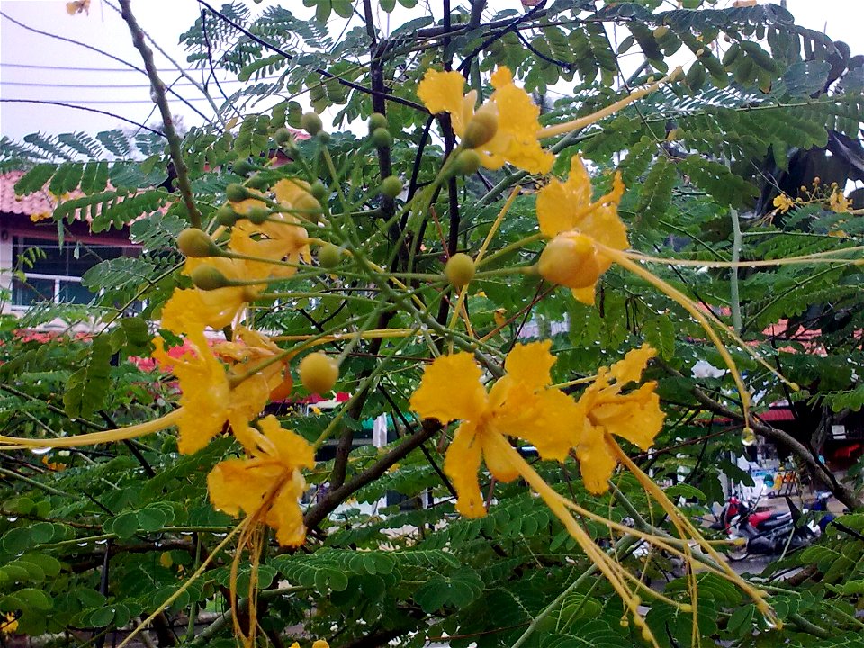 Unidentified plant in Krabi, Thailand
