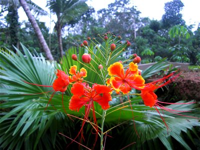 Rajamalli flower