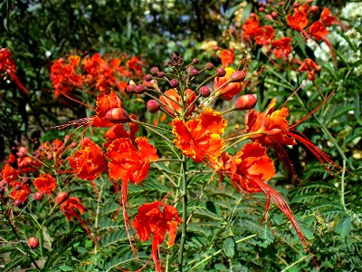 I am the originator of this photo. I hold the copyright. I release it to the public domain. This photo depicts flowers.