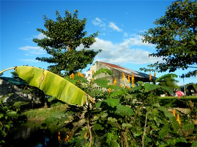 Paddy fields, grasslands, trees and Philippine Duck (Anas luzonica) in Sitio Uno Creek, Pulong Palazan, Candaba, Pampanga Farm to Market Road Barangay Pulong Plazan, Candaba, Pampanga, Pampanga provin