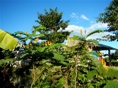 Senna alata  or  Cassia alata L. Akapulko, ringworm bush, Cassia alata, Gelenggang, Leguminosa “bayabas-bayabasan” and “ringworm bush” in Sitio Uno Creek, Pulong Palazan, Candaba, Pampanga Farm to Mar