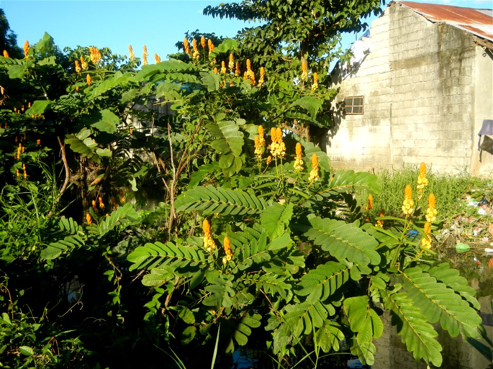 Senna alata  or  Cassia alata L. Akapulko, ringworm bush, Cassia alata, Gelenggang, Leguminosa “bayabas-bayabasan” and “ringworm bush” in Sitio Uno Creek, Pulong Palazan, Candaba, Pampanga Farm to Mar