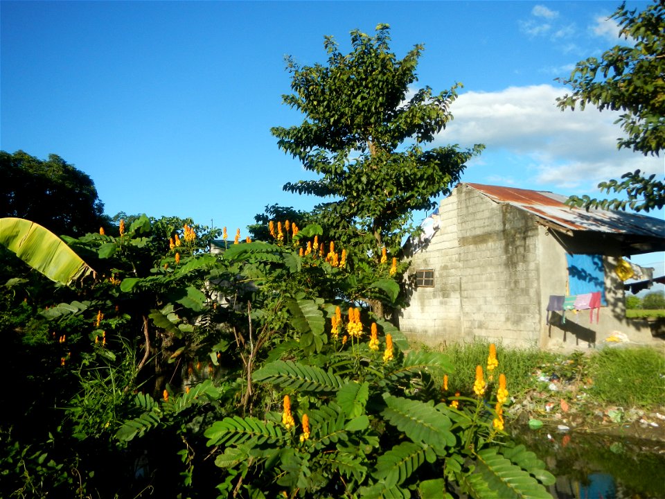 Senna alata  or  Cassia alata L. Akapulko, ringworm bush, Cassia alata, Gelenggang, Leguminosa “bayabas-bayabasan” and “ringworm bush” in Sitio Uno Creek, Pulong Palazan, Candaba, Pampanga Farm to Mar