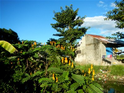Senna alata  or  Cassia alata L. Akapulko, ringworm bush, Cassia alata, Gelenggang, Leguminosa “bayabas-bayabasan” and “ringworm bush” in Sitio Uno Creek, Pulong Palazan, Candaba, Pampanga Farm to Mar