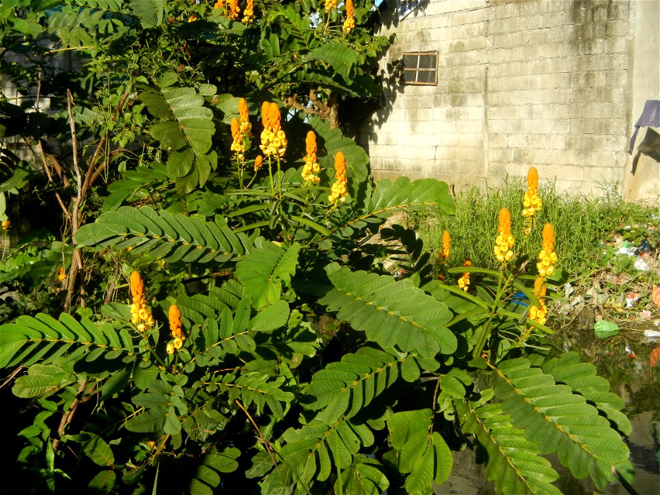 Senna alata  or  Cassia alata L. Akapulko, ringworm bush, Cassia alata, Gelenggang, Leguminosa “bayabas-bayabasan” and “ringworm bush” in Sitio Uno Creek, Pulong Palazan, Candaba, Pampanga Farm to Mar