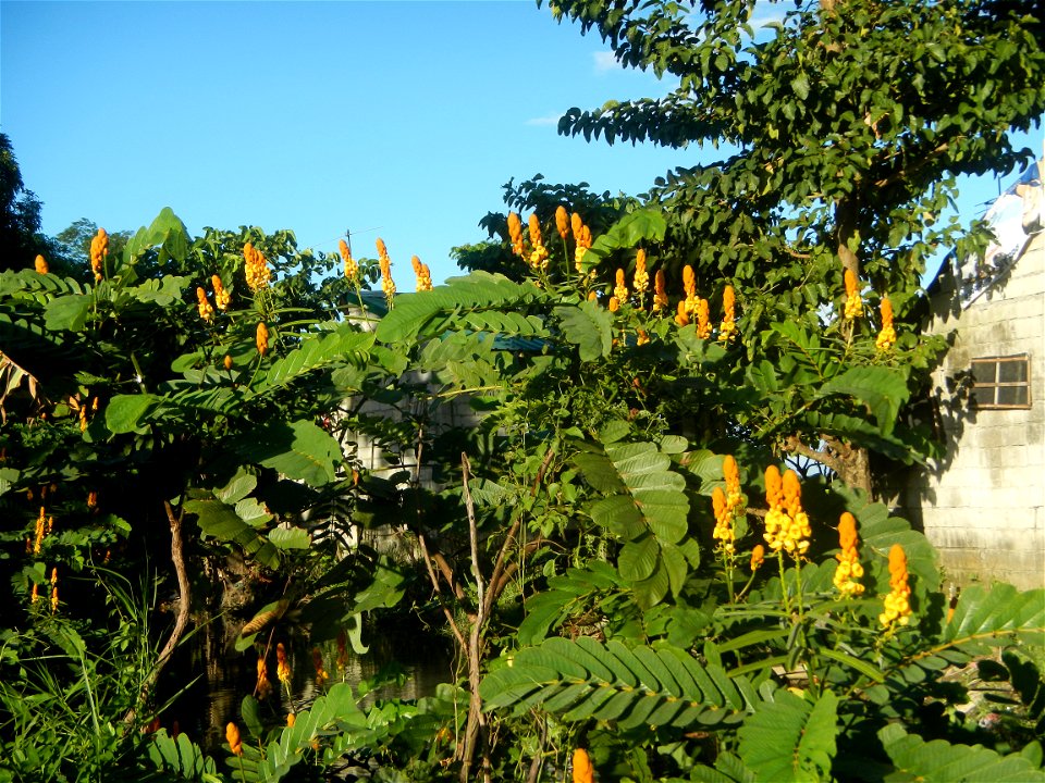 Senna alata  or  Cassia alata L. Akapulko, ringworm bush, Cassia alata, Gelenggang, Leguminosa “bayabas-bayabasan” and “ringworm bush” in Sitio Uno Creek, Pulong Palazan, Candaba, Pampanga Farm to Mar