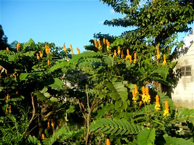 Senna alata  or  Cassia alata L. Akapulko, ringworm bush, Cassia alata, Gelenggang, Leguminosa “bayabas-bayabasan” and “ringworm bush” in Sitio Uno Creek, Pulong Palazan, Candaba, Pampanga Farm to Mar