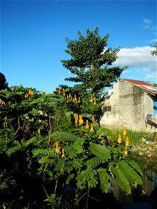 Senna alata  or  Cassia alata L. Akapulko, ringworm bush, Cassia alata, Gelenggang, Leguminosa “bayabas-bayabasan” and “ringworm bush” in Sitio Uno Creek, Pulong Palazan, Candaba, Pampanga Farm to Mar
