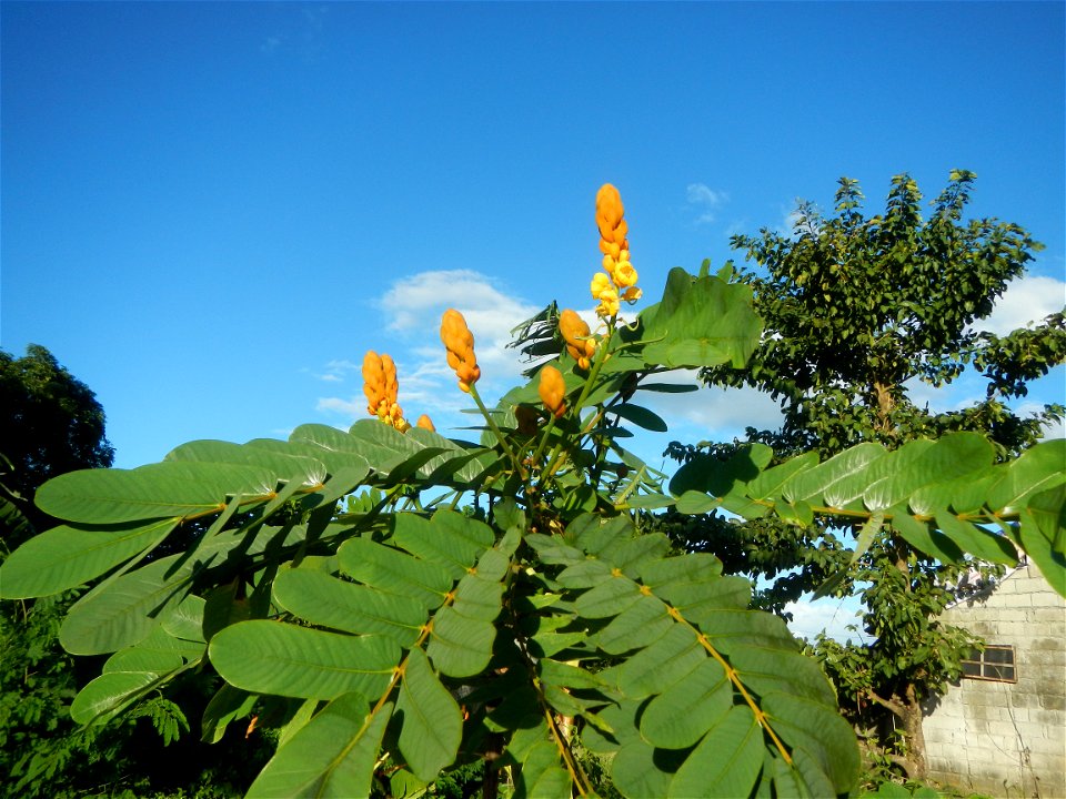 Senna alata  or  Cassia alata L. Akapulko, ringworm bush, Cassia alata, Gelenggang, Leguminosa “bayabas-bayabasan” and “ringworm bush” in Sitio Uno Creek, Pulong Palazan, Candaba, Pampanga Farm to Mar