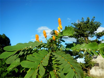 Senna alata  or  Cassia alata L. Akapulko, ringworm bush, Cassia alata, Gelenggang, Leguminosa “bayabas-bayabasan” and “ringworm bush” in Sitio Uno Creek, Pulong Palazan, Candaba, Pampanga Farm to Mar