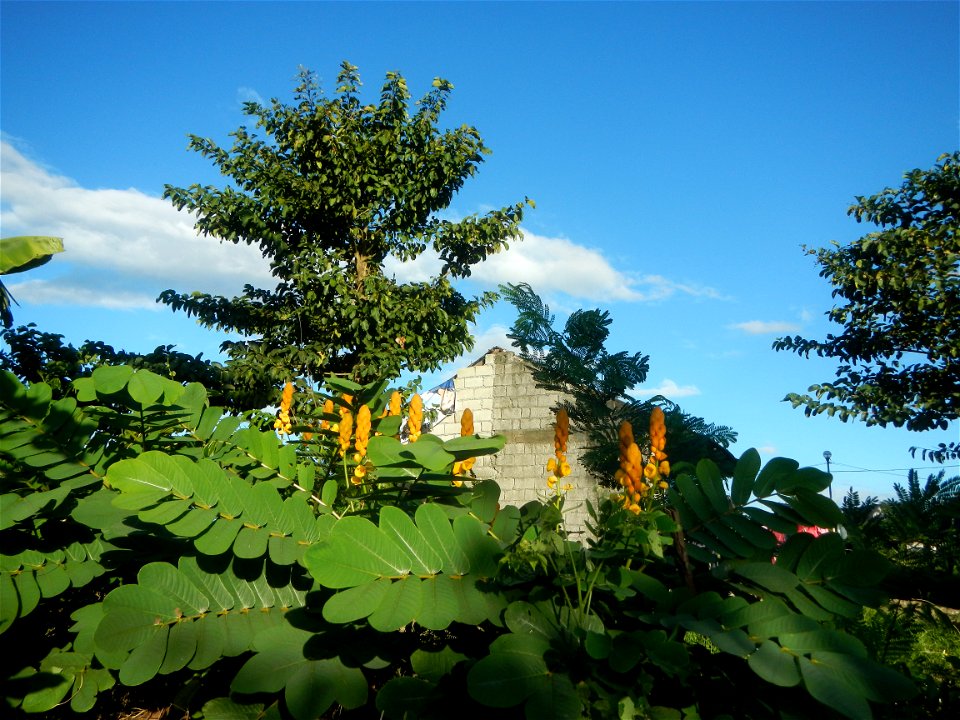 Senna alata  or  Cassia alata L. Akapulko, ringworm bush, Cassia alata, Gelenggang, Leguminosa “bayabas-bayabasan” and “ringworm bush” in Sitio Uno Creek, Pulong Palazan, Candaba, Pampanga Farm to Mar