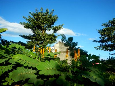 Senna alata  or  Cassia alata L. Akapulko, ringworm bush, Cassia alata, Gelenggang, Leguminosa “bayabas-bayabasan” and “ringworm bush” in Sitio Uno Creek, Pulong Palazan, Candaba, Pampanga Farm to Mar