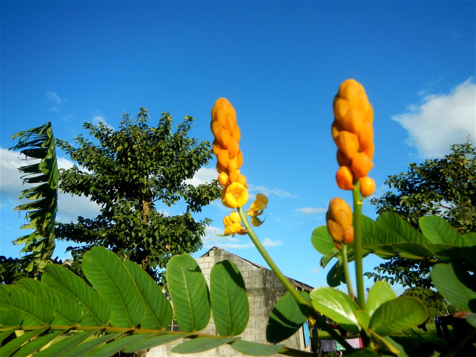 Senna alata  or  Cassia alata L. Akapulko, ringworm bush, Cassia alata, Gelenggang, Leguminosa “bayabas-bayabasan” and “ringworm bush” in Sitio Uno Creek, Pulong Palazan, Candaba, Pampanga Farm to Mar