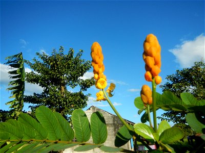 Senna alata  or  Cassia alata L. Akapulko, ringworm bush, Cassia alata, Gelenggang, Leguminosa “bayabas-bayabasan” and “ringworm bush” in Sitio Uno Creek, Pulong Palazan, Candaba, Pampanga Farm to Mar