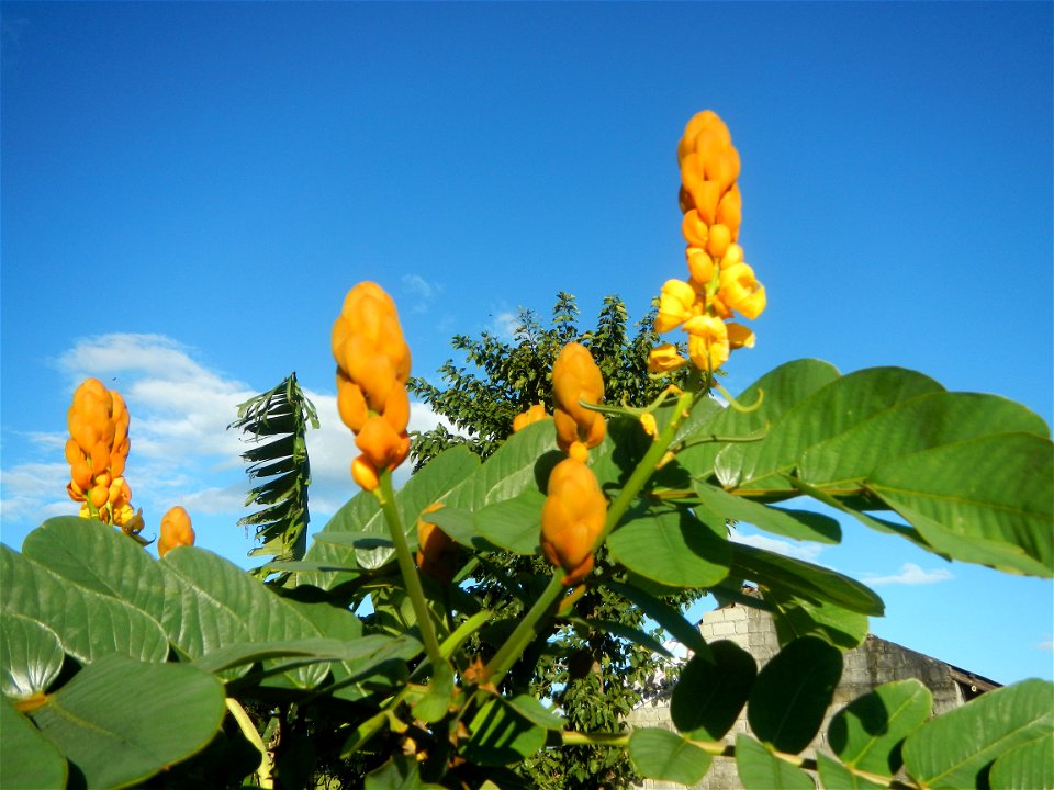 Senna alata  or  Cassia alata L. Akapulko, ringworm bush, Cassia alata, Gelenggang, Leguminosa “bayabas-bayabasan” and “ringworm bush” in Sitio Uno Creek, Pulong Palazan, Candaba, Pampanga Farm to Mar