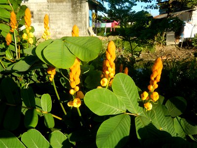 Senna alata  or  Cassia alata L. Akapulko, ringworm bush, Cassia alata, Gelenggang, Leguminosa “bayabas-bayabasan” and “ringworm bush” in Sitio Uno Creek, Pulong Palazan, Candaba, Pampanga Farm to Mar