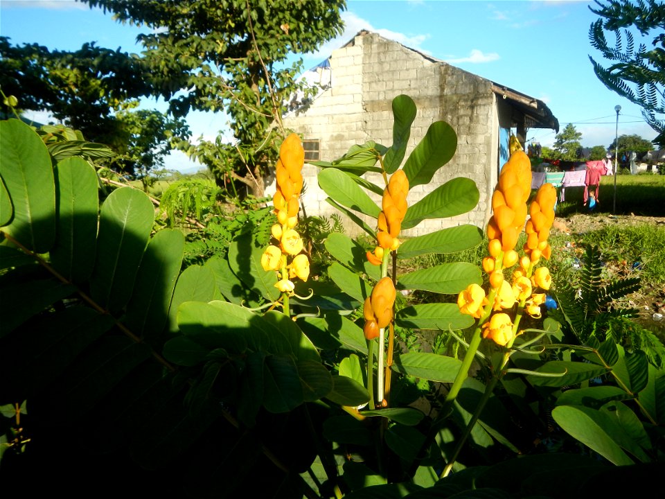 Senna alata  or  Cassia alata L. Akapulko, ringworm bush, Cassia alata, Gelenggang, Leguminosa “bayabas-bayabasan” and “ringworm bush” in Sitio Uno Creek, Pulong Palazan, Candaba, Pampanga Farm to Mar