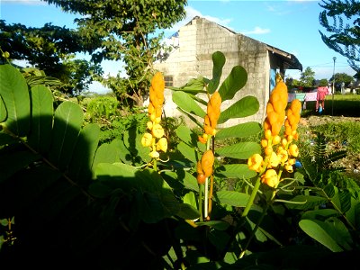 Senna alata  or  Cassia alata L. Akapulko, ringworm bush, Cassia alata, Gelenggang, Leguminosa “bayabas-bayabasan” and “ringworm bush” in Sitio Uno Creek, Pulong Palazan, Candaba, Pampanga Farm to Mar