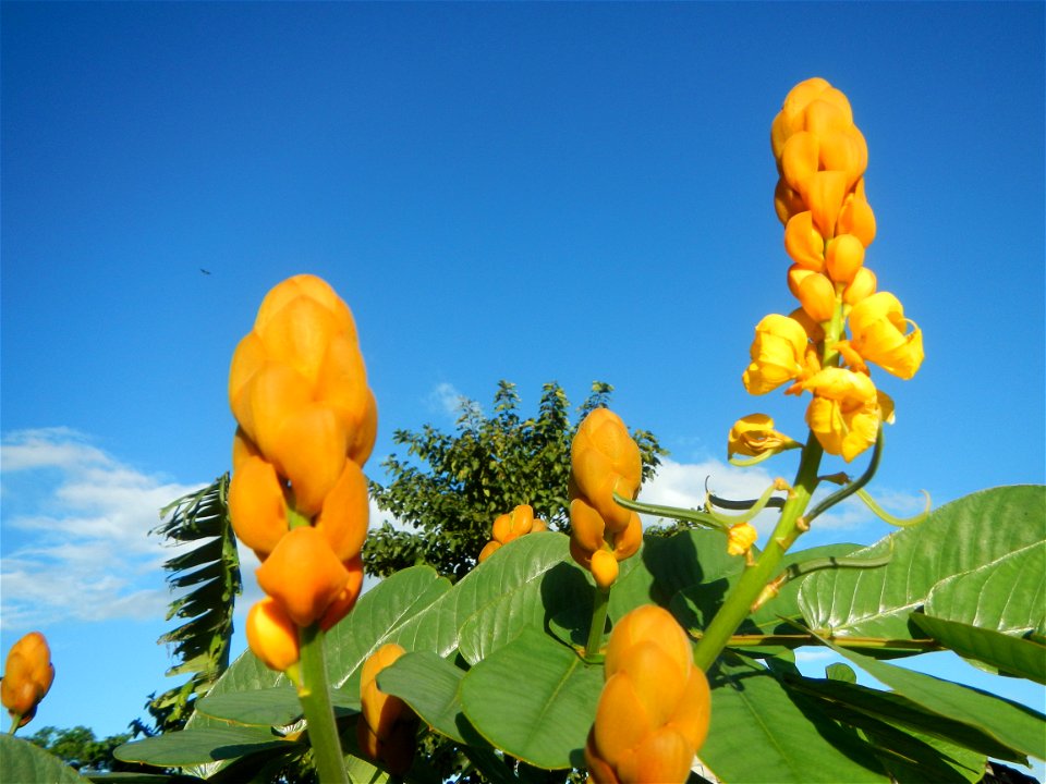 Senna alata  or  Cassia alata L. Akapulko, ringworm bush, Cassia alata, Gelenggang, Leguminosa “bayabas-bayabasan” and “ringworm bush” in Sitio Uno Creek, Pulong Palazan, Candaba, Pampanga Farm to Mar
