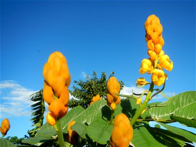 Senna alata  or  Cassia alata L. Akapulko, ringworm bush, Cassia alata, Gelenggang, Leguminosa “bayabas-bayabasan” and “ringworm bush” in Sitio Uno Creek, Pulong Palazan, Candaba, Pampanga Farm to Mar