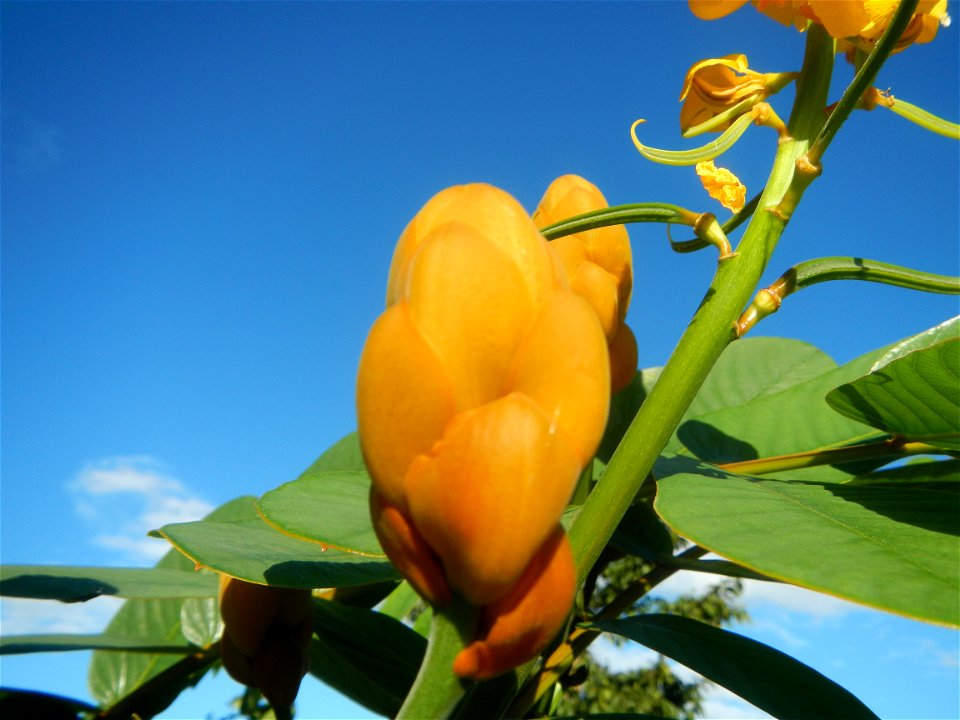 Senna alata  or  Cassia alata L. Akapulko, ringworm bush, Cassia alata, Gelenggang, Leguminosa “bayabas-bayabasan” and “ringworm bush” in Sitio Uno Creek, Pulong Palazan, Candaba, Pampanga Farm to Mar