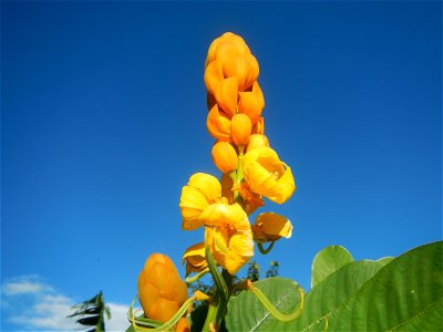 Senna alata  or  Cassia alata L. Akapulko, ringworm bush, Cassia alata, Gelenggang, Leguminosa “bayabas-bayabasan” and “ringworm bush” in Sitio Uno Creek, Pulong Palazan, Candaba, Pampanga Farm to Mar