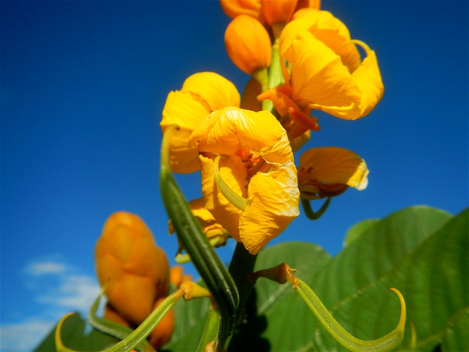 Senna alata  or  Cassia alata L. Akapulko, ringworm bush, Cassia alata, Gelenggang, Leguminosa “bayabas-bayabasan” and “ringworm bush” in Sitio Uno Creek, Pulong Palazan, Candaba, Pampanga Farm to Mar