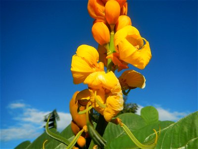 Senna alata  or  Cassia alata L. Akapulko, ringworm bush, Cassia alata, Gelenggang, Leguminosa “bayabas-bayabasan” and “ringworm bush” in Sitio Uno Creek, Pulong Palazan, Candaba, Pampanga Farm to Mar