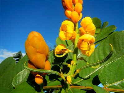 Senna alata  or  Cassia alata L. Akapulko, ringworm bush, Cassia alata, Gelenggang, Leguminosa “bayabas-bayabasan” and “ringworm bush” in Sitio Uno Creek, Pulong Palazan, Candaba, Pampanga Farm to Mar