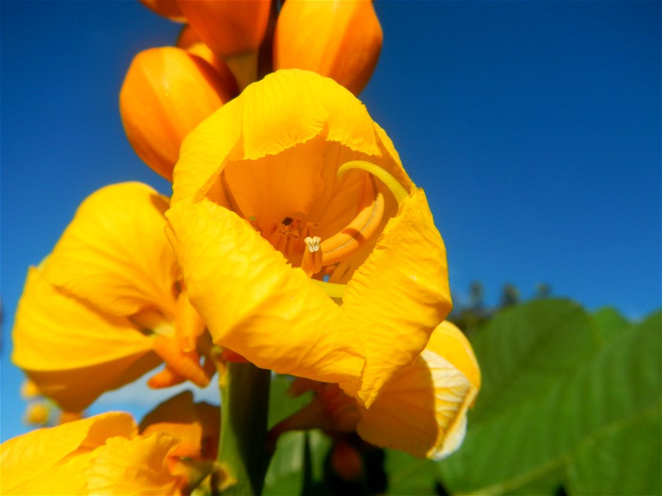 Senna alata  or  Cassia alata L. Akapulko, ringworm bush, Cassia alata, Gelenggang, Leguminosa “bayabas-bayabasan” and “ringworm bush” in Sitio Uno Creek, Pulong Palazan, Candaba, Pampanga Farm to Mar