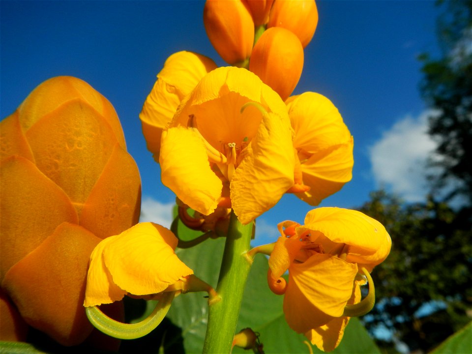 Senna alata  or  Cassia alata L. Akapulko, ringworm bush, Cassia alata, Gelenggang, Leguminosa “bayabas-bayabasan” and “ringworm bush” in Sitio Uno Creek, Pulong Palazan, Candaba, Pampanga Farm to Mar