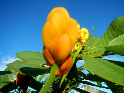 Senna alata  or  Cassia alata L. Akapulko, ringworm bush, Cassia alata, Gelenggang, Leguminosa “bayabas-bayabasan” and “ringworm bush” in Paddy fields, grasslands, trees and Philippine Duck (Anas luzo