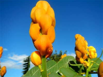 Senna alata  or  Cassia alata L. Akapulko, ringworm bush, Cassia alata, Gelenggang, Leguminosa “bayabas-bayabasan” and “ringworm bush” in Paddy fields, grasslands, trees and Philippine Duck (Anas luzo