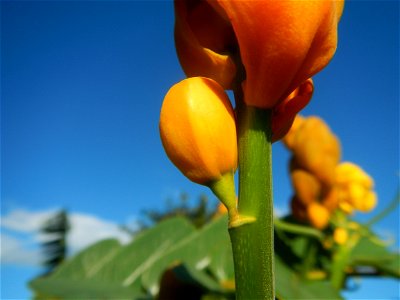 Senna alata  or  Cassia alata L. Akapulko, ringworm bush, Cassia alata, Gelenggang, Leguminosa “bayabas-bayabasan” and “ringworm bush” in Paddy fields, grasslands, trees and Philippine Duck (Anas luzo