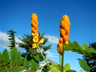 Senna alata  or  Cassia alata L. Akapulko, ringworm bush, Cassia alata, Gelenggang, Leguminosa “bayabas-bayabasan” and “ringworm bush” in Paddy fields, grasslands, trees and Philippine Duck (Anas luzo
