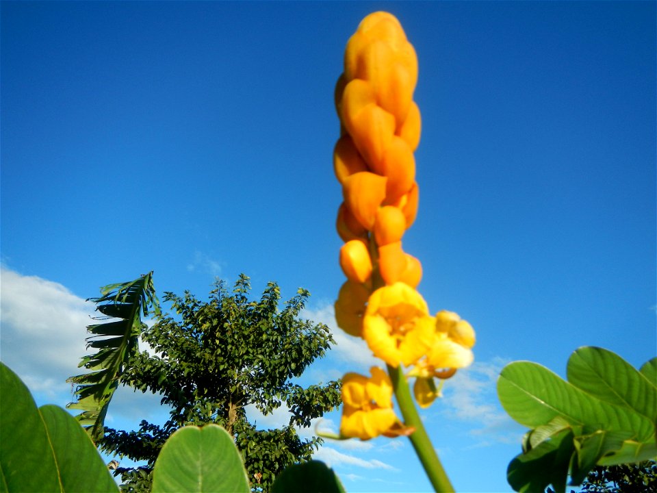 Senna alata  or  Cassia alata L. Akapulko, ringworm bush, Cassia alata, Gelenggang, Leguminosa “bayabas-bayabasan” and “ringworm bush” in Paddy fields, grasslands, trees and Philippine Duck (Anas luzo