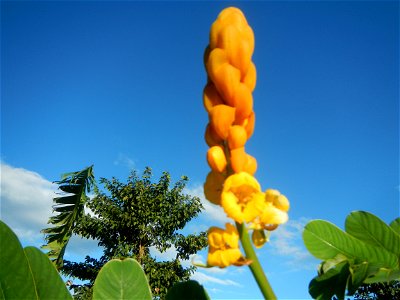 Senna alata  or  Cassia alata L. Akapulko, ringworm bush, Cassia alata, Gelenggang, Leguminosa “bayabas-bayabasan” and “ringworm bush” in Paddy fields, grasslands, trees and Philippine Duck (Anas luzo