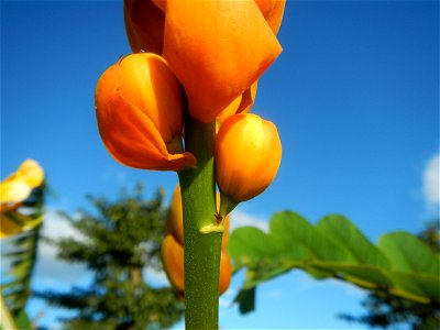 Senna alata  or  Cassia alata L. Akapulko, ringworm bush, Cassia alata, Gelenggang, Leguminosa “bayabas-bayabasan” and “ringworm bush” in Paddy fields, grasslands, trees and Philippine Duck (Anas luzo