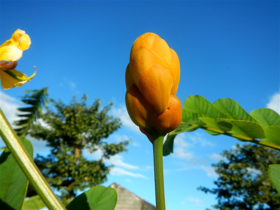 Senna alata  or  Cassia alata L. Akapulko, ringworm bush, Cassia alata, Gelenggang, Leguminosa “bayabas-bayabasan” and “ringworm bush” in Paddy fields, grasslands, trees and Philippine Duck (Anas luzo