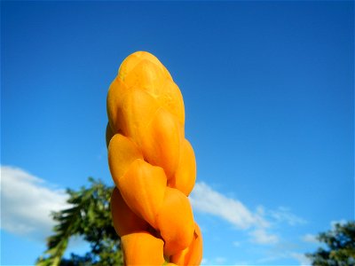 Senna alata  or  Cassia alata L. Akapulko, ringworm bush, Cassia alata, Gelenggang, Leguminosa “bayabas-bayabasan” and “ringworm bush” in Paddy fields, grasslands, trees and Philippine Duck (Anas luzo