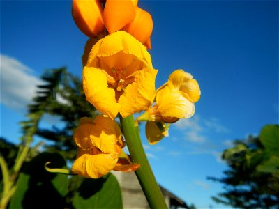 Senna alata  or  Cassia alata L. Akapulko, ringworm bush, Cassia alata, Gelenggang, Leguminosa “bayabas-bayabasan” and “ringworm bush” in Paddy fields, grasslands, trees and Philippine Duck (Anas luzo