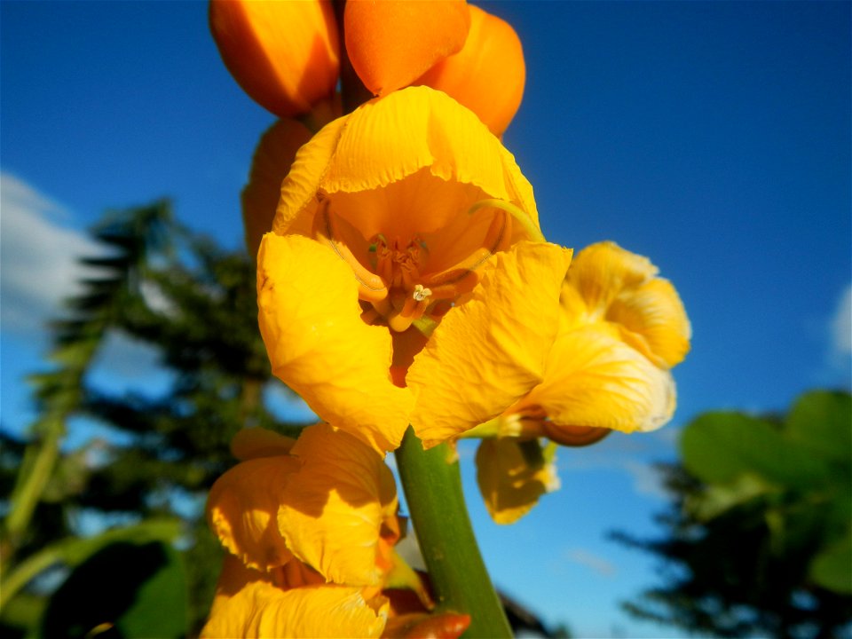 Senna alata  or  Cassia alata L. Akapulko, ringworm bush, Cassia alata, Gelenggang, Leguminosa “bayabas-bayabasan” and “ringworm bush” in Paddy fields, grasslands, trees and Philippine Duck (Anas luzo