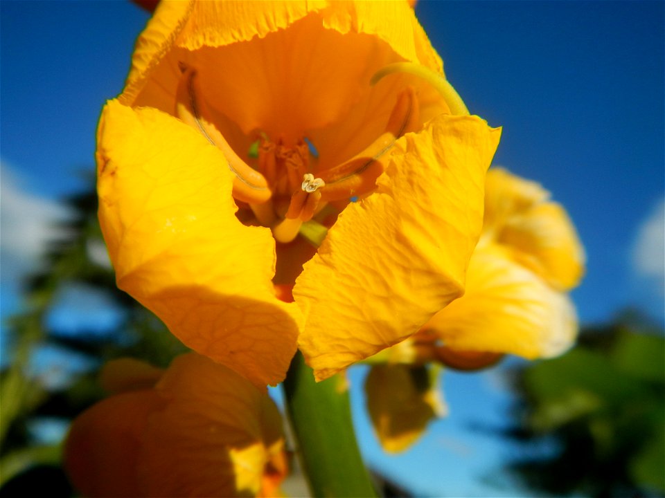 Senna alata  or  Cassia alata L. Akapulko, ringworm bush, Cassia alata, Gelenggang, Leguminosa “bayabas-bayabasan” and “ringworm bush” in Paddy fields, grasslands, trees and Philippine Duck (Anas luzo