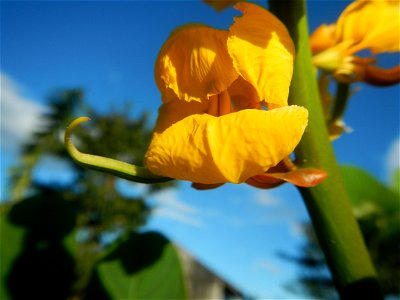 Senna alata  or  Cassia alata L. Akapulko, ringworm bush, Cassia alata, Gelenggang, Leguminosa “bayabas-bayabasan” and “ringworm bush” in Paddy fields, grasslands, trees and Philippine Duck (Anas luzo