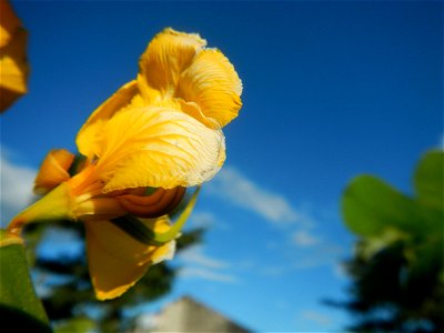 Senna alata  or  Cassia alata L. Akapulko, ringworm bush, Cassia alata, Gelenggang, Leguminosa “bayabas-bayabasan” and “ringworm bush” in Paddy fields, grasslands, trees and Philippine Duck (Anas luzo