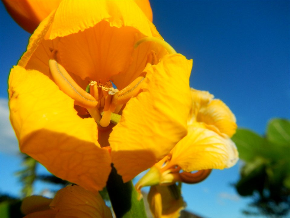 Senna alata  or  Cassia alata L. Akapulko, ringworm bush, Cassia alata, Gelenggang, Leguminosa “bayabas-bayabasan” and “ringworm bush” in Paddy fields, grasslands, trees and Philippine Duck (Anas luzo