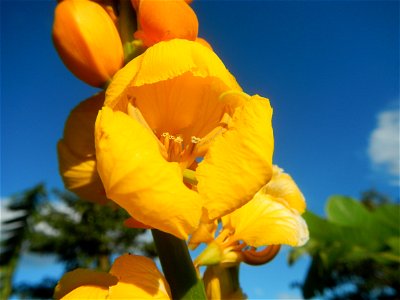 Senna alata  or  Cassia alata L. Akapulko, ringworm bush, Cassia alata, Gelenggang, Leguminosa “bayabas-bayabasan” and “ringworm bush” in Paddy fields, grasslands, trees and Philippine Duck (Anas luzo